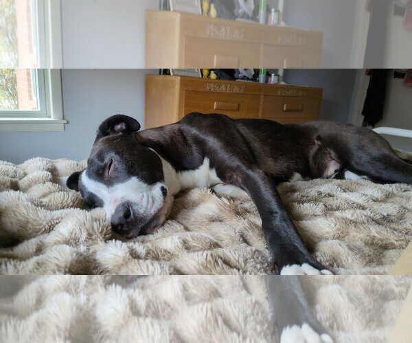 Medium Photo #4 Boxador Puppy For Sale in Coldwater, MI, USA