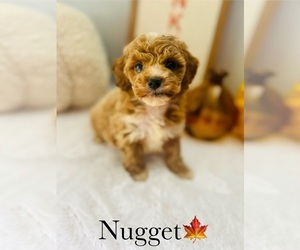 Cockapoo Puppy for Sale in MURFREESBORO, Tennessee USA