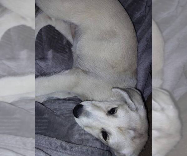 Medium Photo #8 Huskies -Labrador Retriever Mix Puppy For Sale in New Hampton, NY, USA