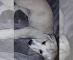 Small #7 Huskies -Labrador Retriever Mix