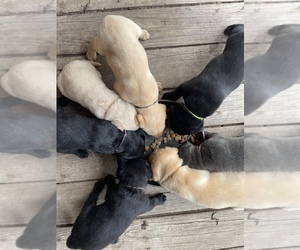 Labrador Retriever Puppy for sale in MORRILL, KS, USA