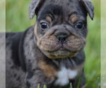 Small Photo #1 Olde English Bulldogge Puppy For Sale in EUSTIS, FL, USA