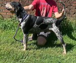 Small Photo #3 Bluetick Coonhound Puppy For Sale in Rock Hill, SC, USA