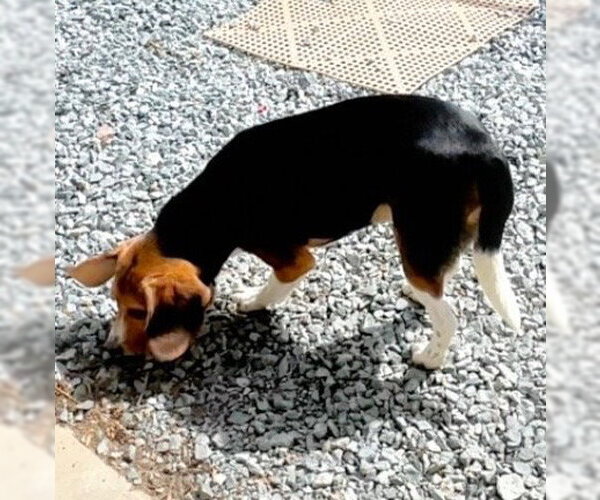 Medium Photo #4 Beagle Puppy For Sale in Thomasville, NC, USA