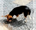 Small #3 Beagle