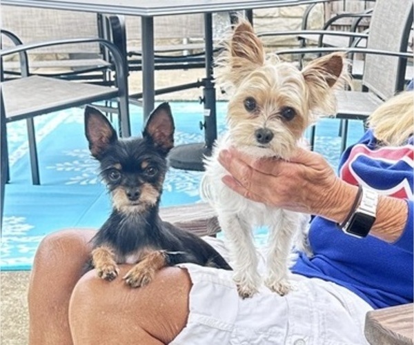 Medium Photo #7 Chorkie Puppy For Sale in SOUTH BEND, IN, USA