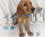 Small #3 Golden Retriever