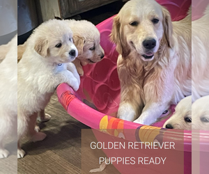Mother of the English Cream Golden Retriever puppies born on 06/03/2025