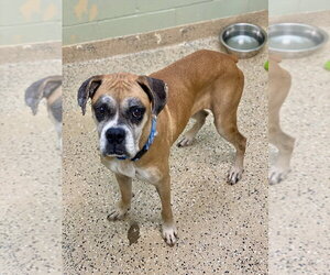 Boxer Dogs for adoption in Austin, TX, USA