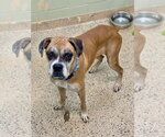 Small Boxer