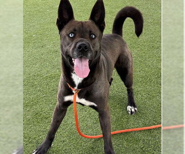 Medium Photo #2 German Shepherd Dog Puppy For Sale in Camarillo, CA, USA