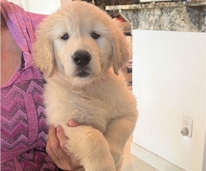 Golden Retriever Puppy for sale in CLEWISTON, FL, USA
