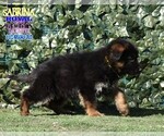 Small #18 German Shepherd Dog