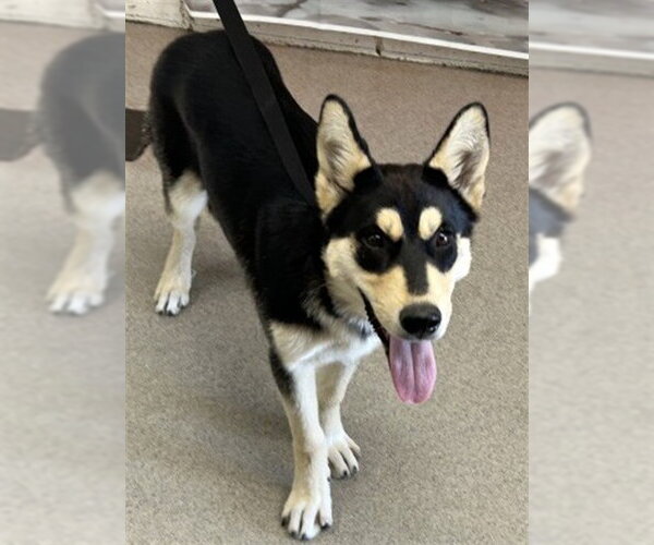 Medium Photo #1 German Shepherd Dog-Shiba Inu Mix Puppy For Sale in San Bernardino, CA, USA