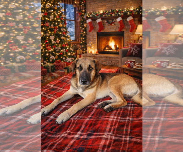 Medium Photo #2 Mutt Puppy For Sale in Fort Worth, TX, USA