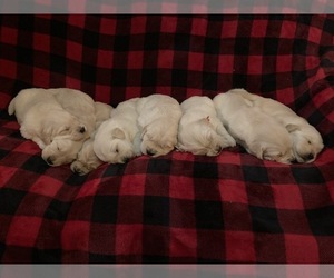 Golden Retriever Puppy for sale in LANCASTER, PA, USA