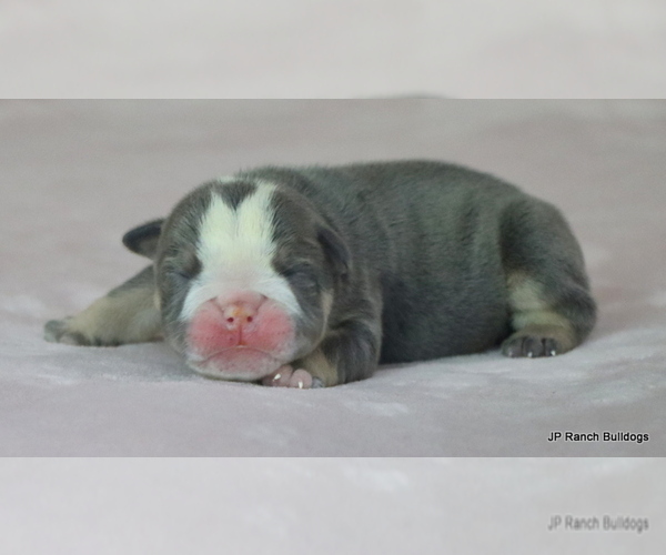 Medium Photo #8 Bulldog Puppy For Sale in WINNSBORO, TX, USA