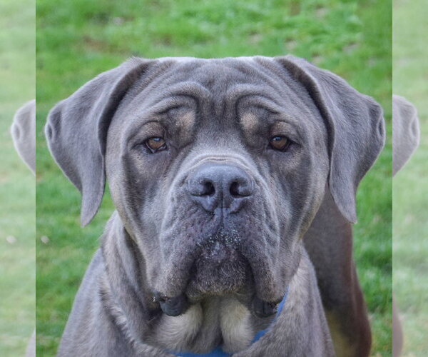 Medium Photo #1 Mutt Puppy For Sale in Huntley, IL, USA