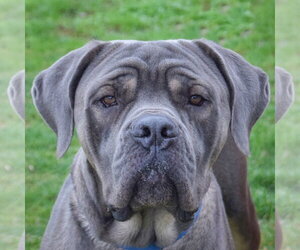 Mutt Dogs for adoption in Huntley, IL, USA