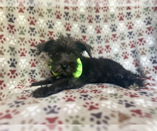 Medium Photo #2 Schnauzer (Miniature) Puppy For Sale in LAKELAND, FL, USA