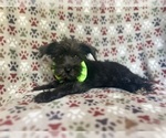 Small #1 Schnauzer (Miniature)