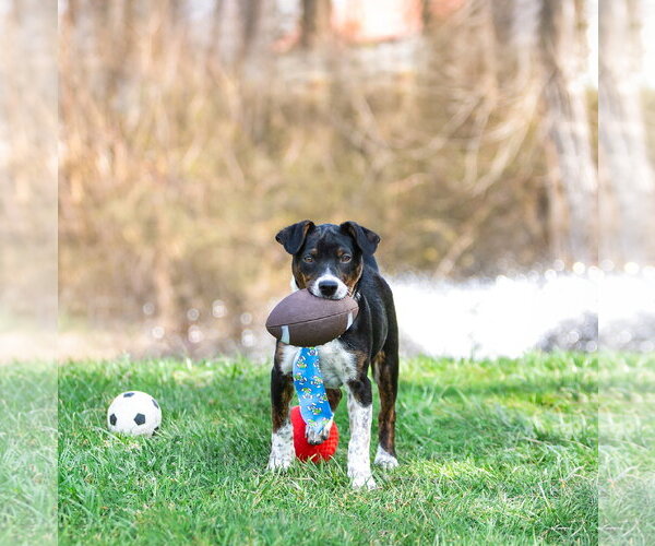 Medium Photo #3 Mutt Puppy For Sale in Unionville, PA, USA