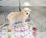 Small #7 Schnoodle (Miniature)