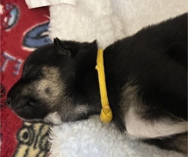 Medium Photo #3 Shiba Inu Puppy For Sale in ELIZABETH CITY, NC, USA
