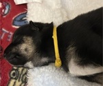Small Photo #3 Shiba Inu Puppy For Sale in ELIZABETH CITY, NC, USA