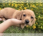 Puppy 3 Dachshund