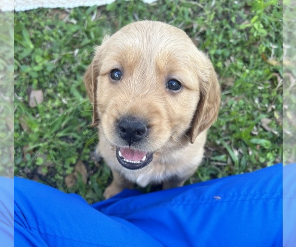 Medium Photo #8 Golden Retriever Puppy For Sale in HAMPTON, FL, USA