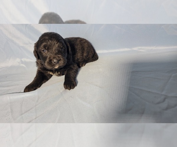 Medium Photo #2 Golden Mountain Dog Puppy For Sale in BLACK FOREST, CO, USA