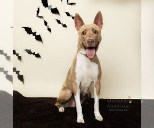 American Pit Bull Terrier-Siberian Husky Mix Dogs for adoption in Corona, CA, USA
