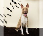 Small American Pit Bull Terrier-Siberian Husky Mix