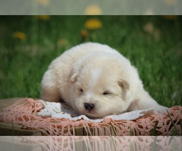 Medium Photo #2 Pomimo Puppy For Sale in BLUFORD, IL, USA