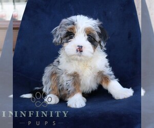 Bernedoodle (Miniature) Puppy for sale in NARVON, PA, USA