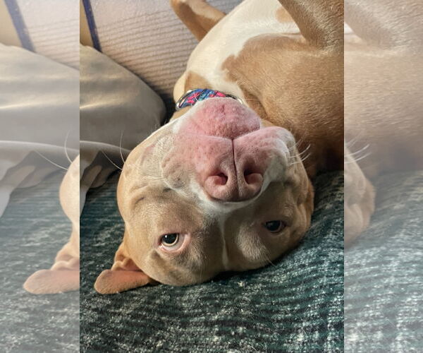 Medium Photo #7 American Pit Bull Terrier-Unknown Mix Puppy For Sale in Spring Lake, NJ, USA