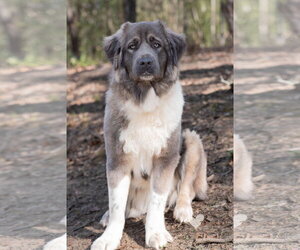Isabella - Female Mutt Dog for Adoption - Photo #3
