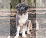 Small #2 Mutt