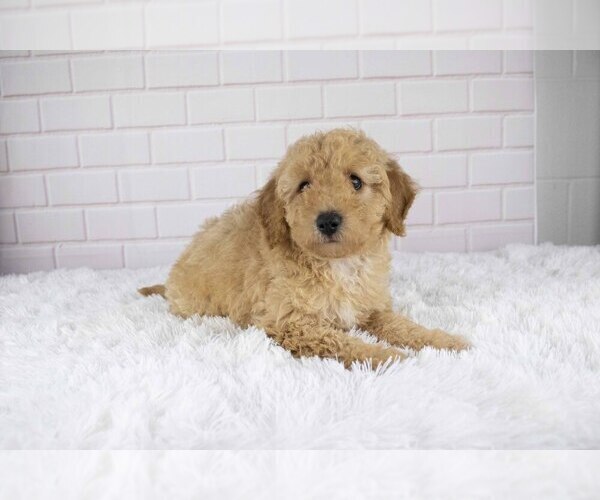 Medium Photo #3 Bichpoo Puppy For Sale in SUGARCREEK, OH, USA