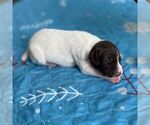 Small #5 German Shorthaired Pointer