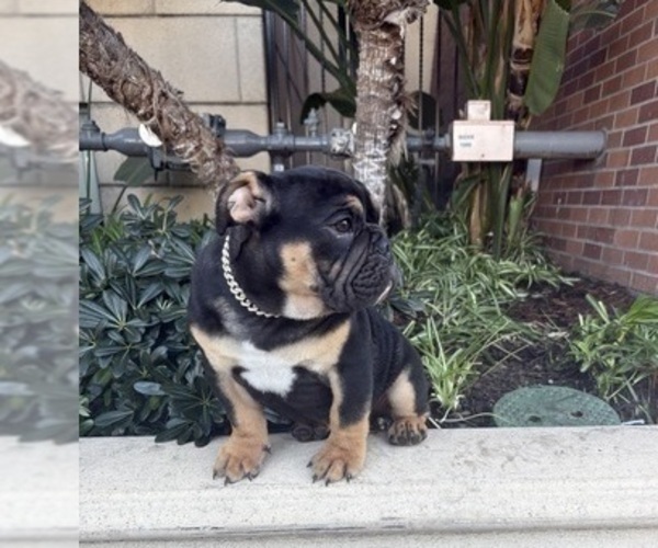 Medium Photo #12 English Bulldog Puppy For Sale in ATLANTA, GA, USA