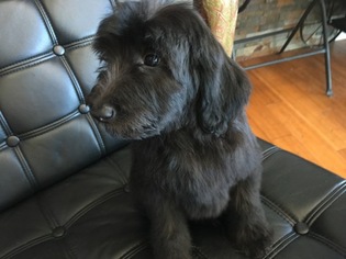 Goldendoodle Puppy for sale in WILLIAMSTOWN, KY, USA