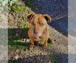 Small Photo #2 Labrador Retriever-Staffordshire Bull Terrier Mix Puppy For Sale in Chico, CA, USA