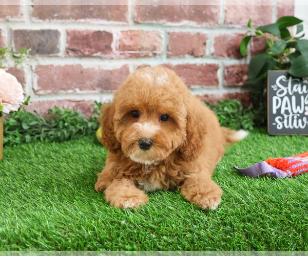 Medium Photo #14 Cavapoo (Miniature) Puppy For Sale in SYRACUSE, IN, USA
