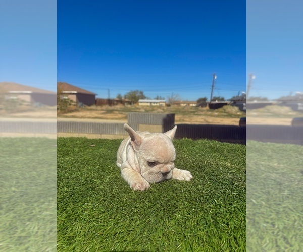 Medium Photo #10 French Bulldog Puppy For Sale in SANTA MONICA, CA, USA