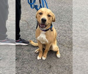 Labrador Retriever-Unknown Mix Dogs for adoption in San Diego, CA, USA