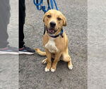 Small Labrador Retriever Mix
