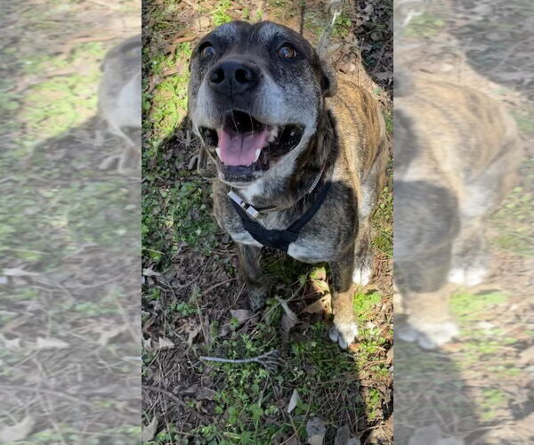 Medium Photo #10 Mutt Puppy For Sale in Calhoun, GA, USA
