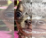 Small #2 Chihuahua